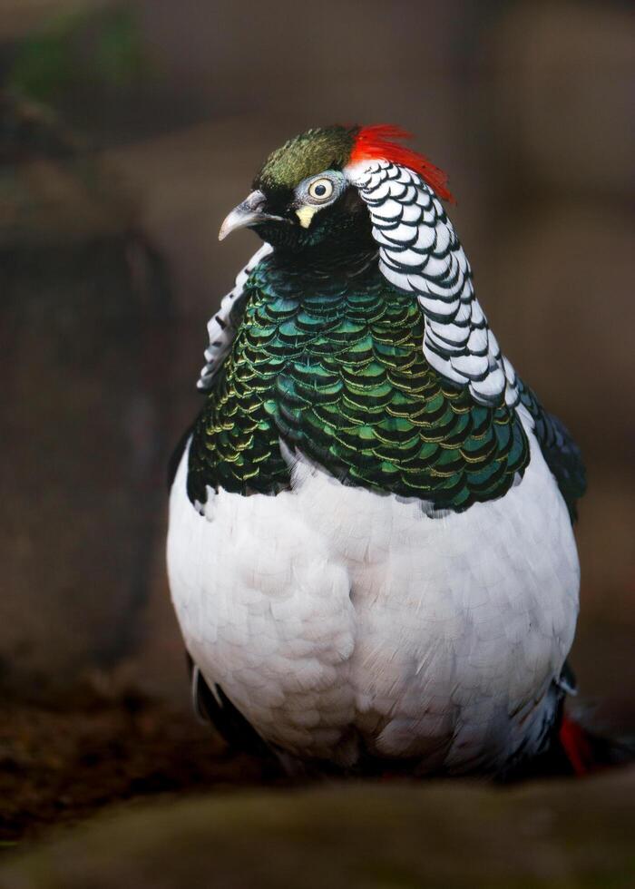 signora di amherst fagiano nel zoo foto