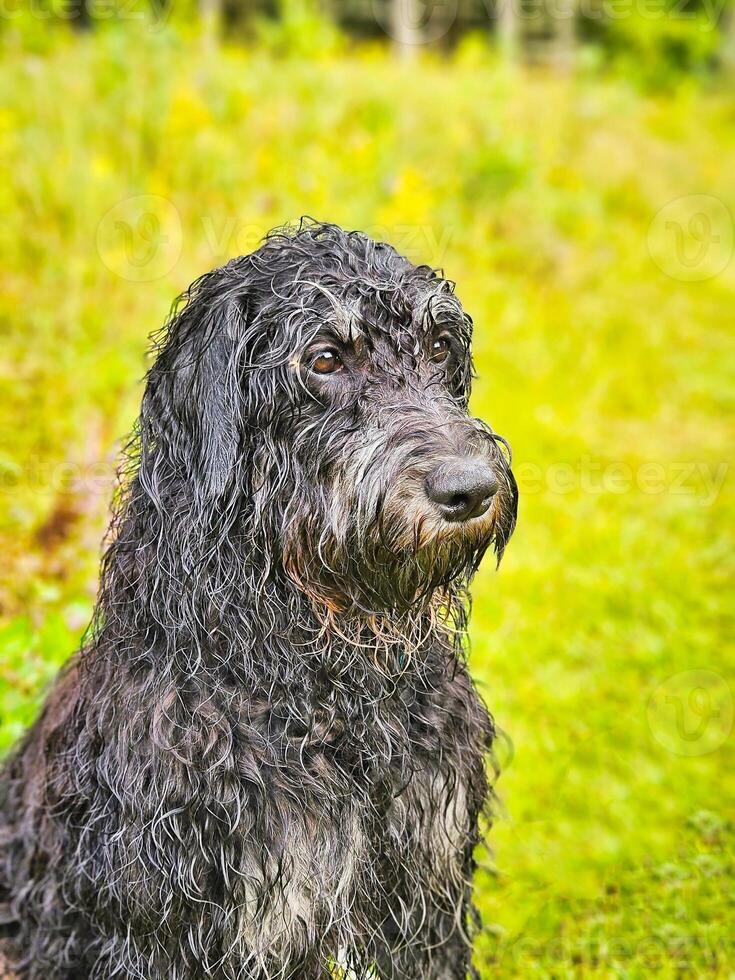 ritratto di un' bagnato Goldendoodle . il cane è seduta con bagnato Riccio lungo nero pelliccia foto