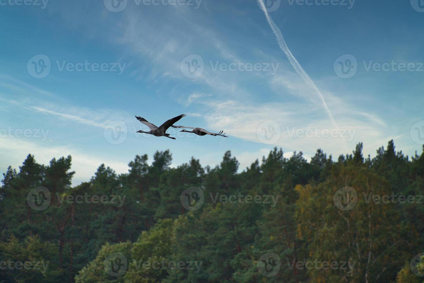 Due gru volare al di sopra di alberi nel un' foresta. migratorio uccelli su il darss. baltico mare. foto