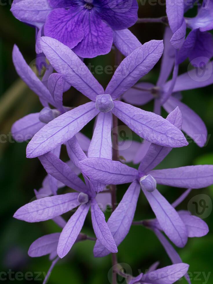 viola ghirlanda fiore. foto