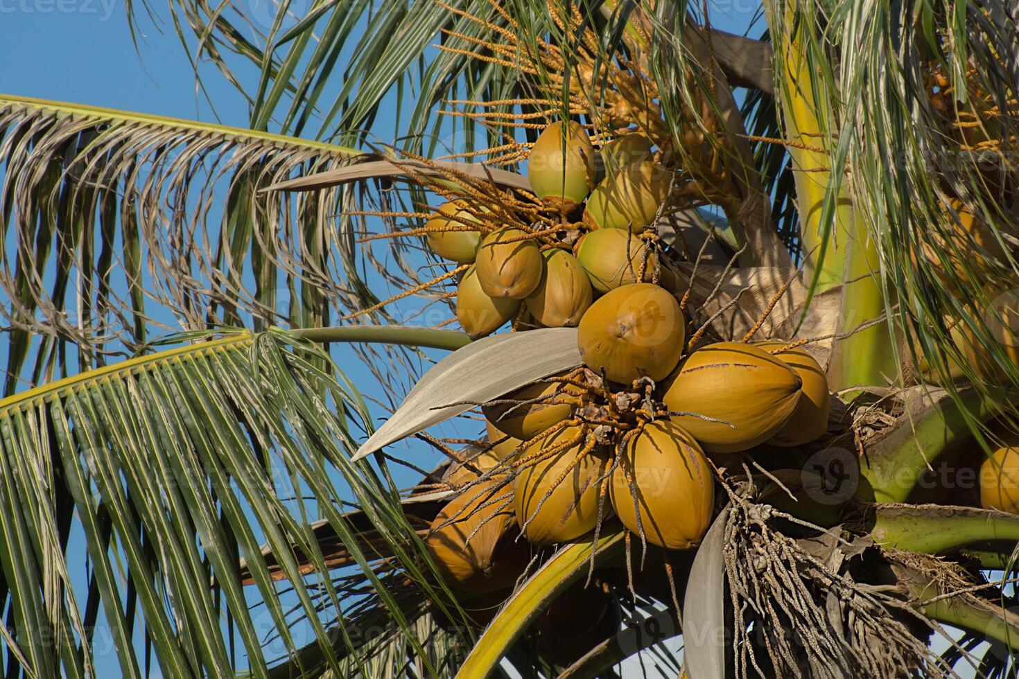 giallo Noce di cocco su albero. foto