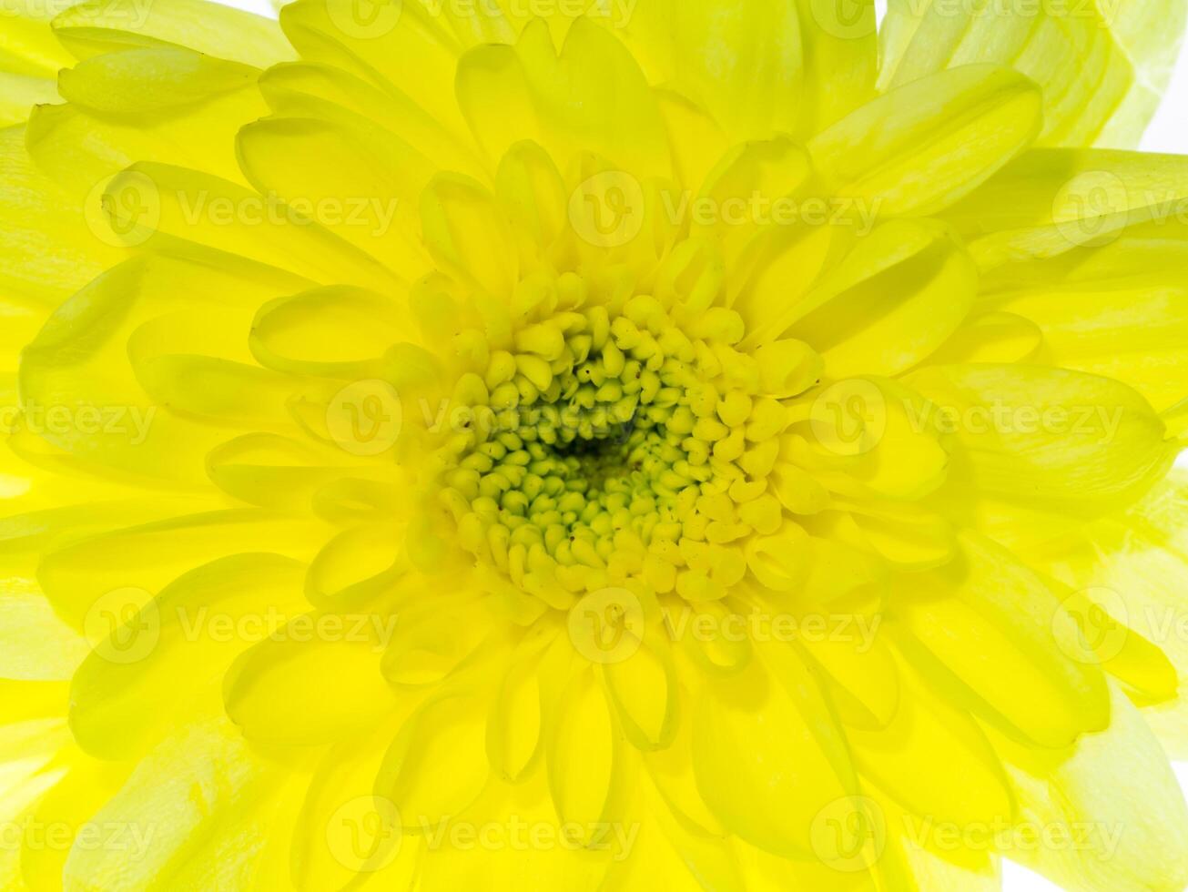 vicino su crisantemo fiore. foto