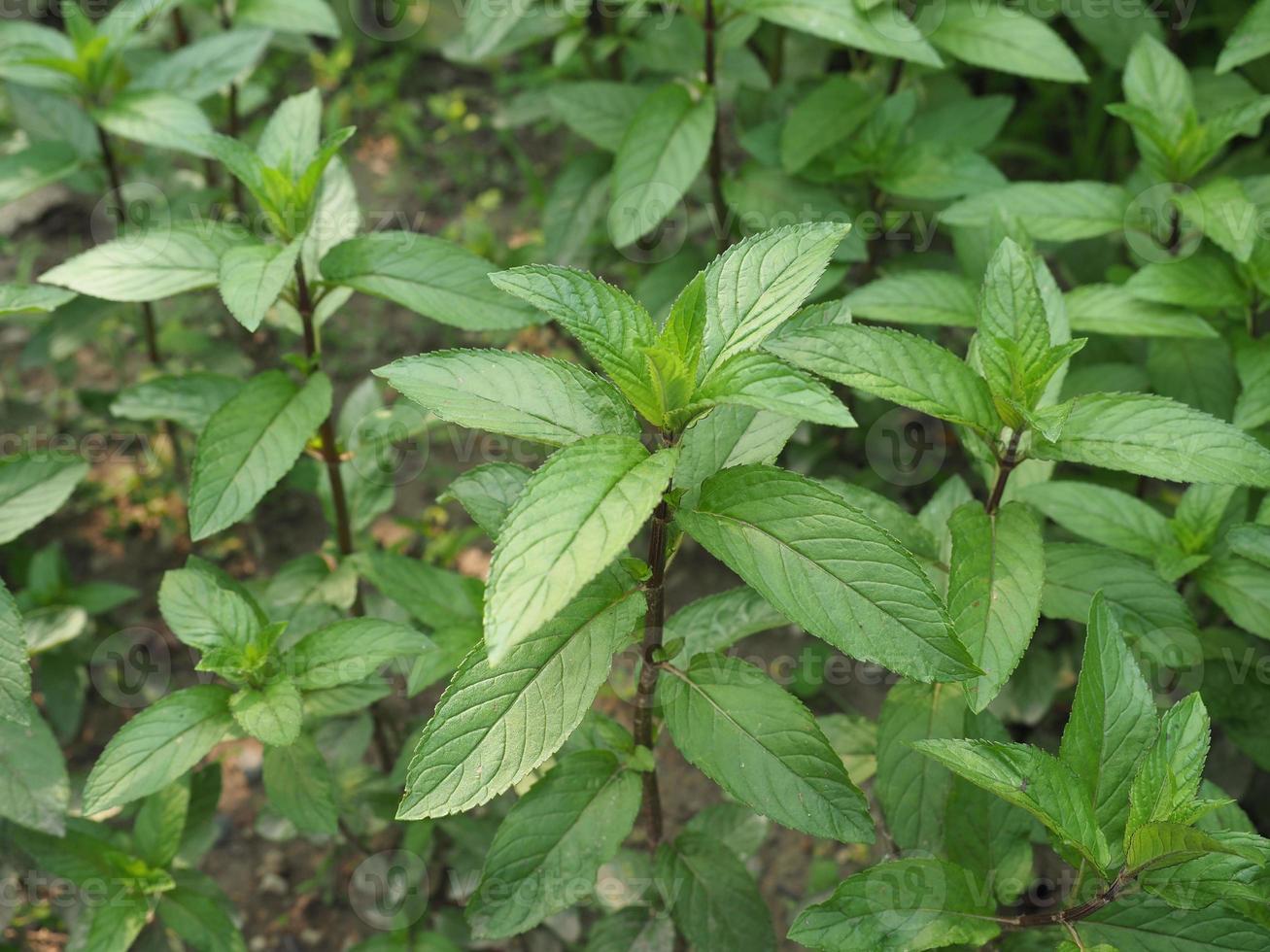 pianta di menta piperita mentha piperita foto