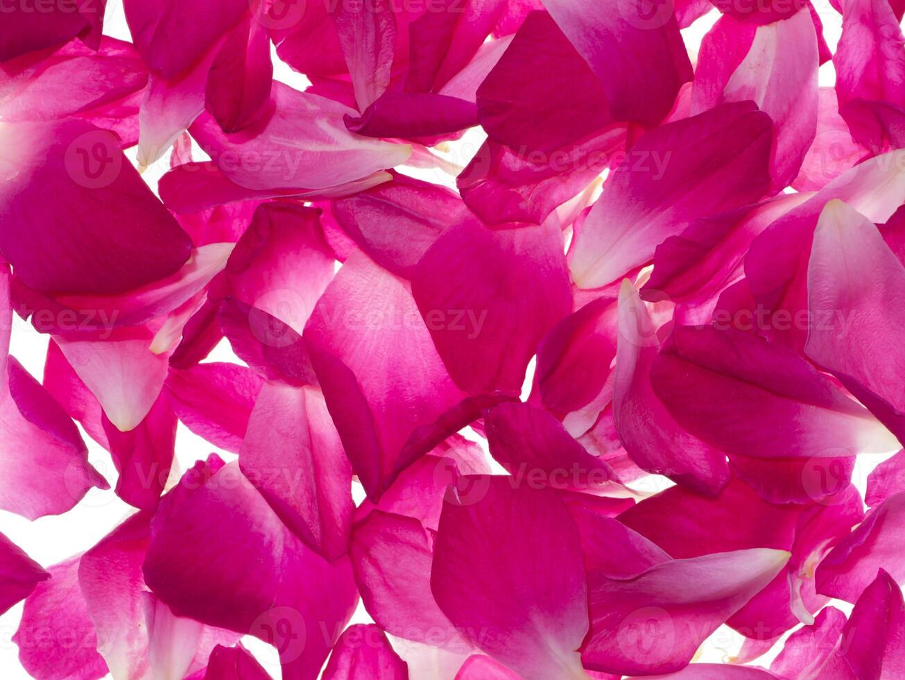 rosa rosa petali per rosa tè foto