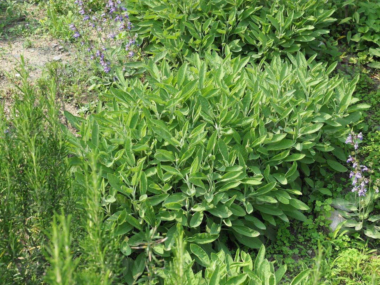 pianta di salvia salvia officinalis foto