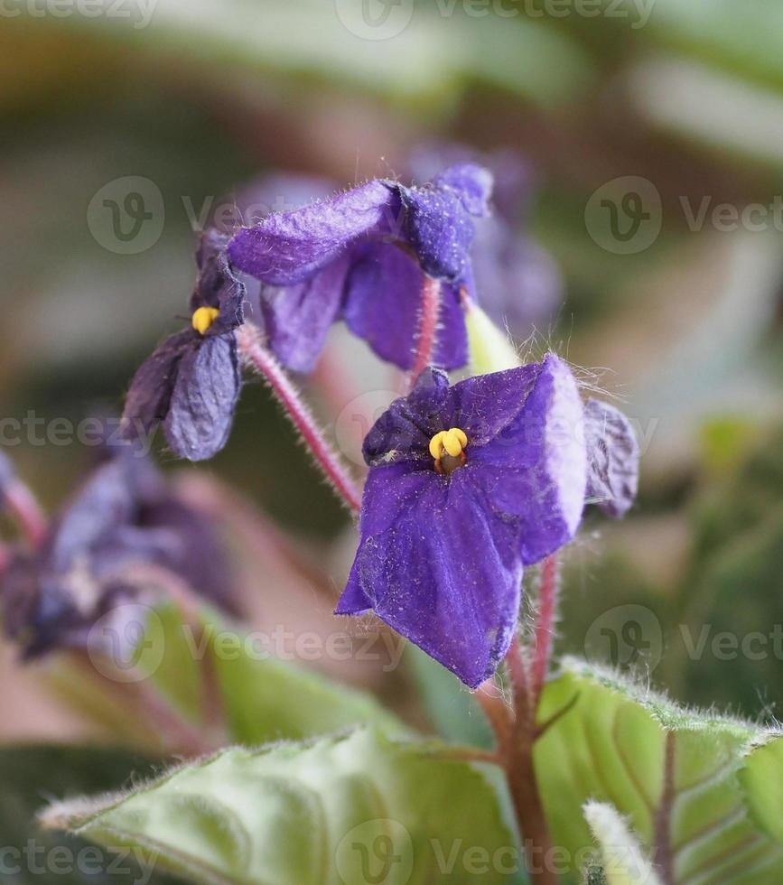 saintpaulia streptocarpus pianta di saintpaulia fiore viola foto