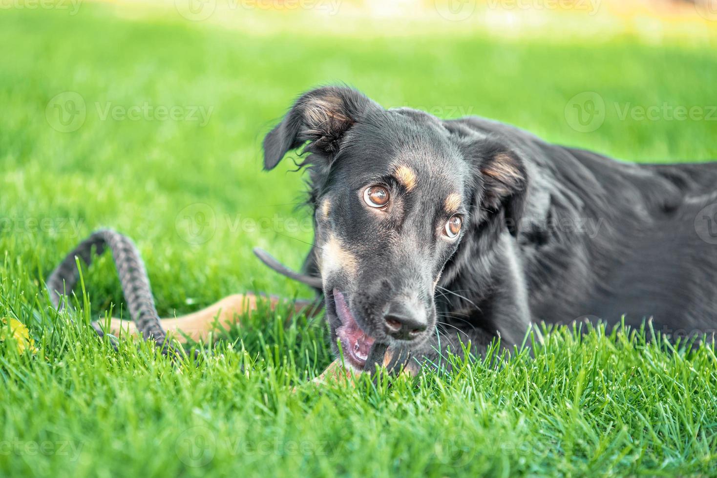 cucciolo bastardo rosicchia un guinzaglio in pelle durante una passeggiata nel parco foto
