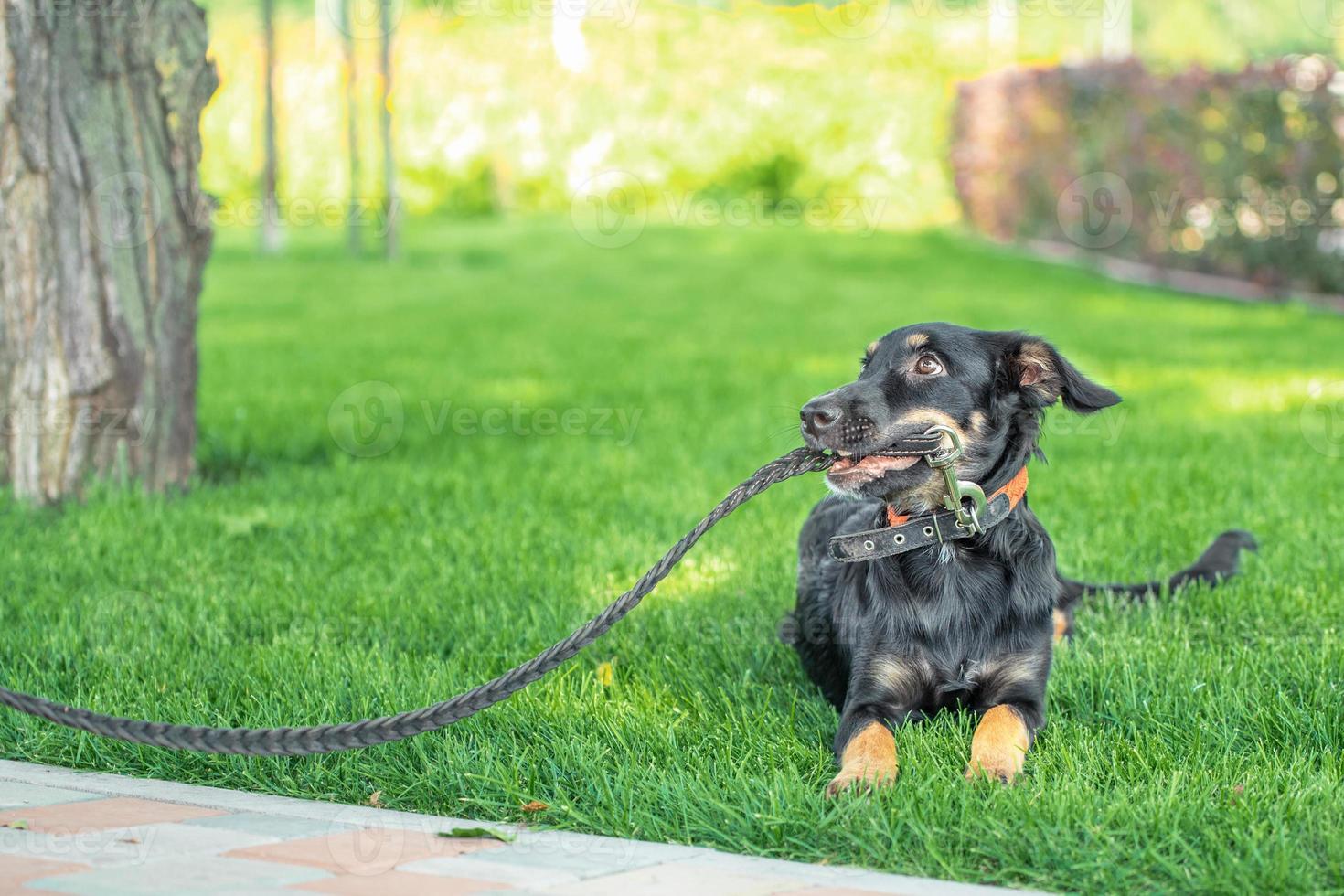 cucciolo bastardo rosicchia un guinzaglio in pelle durante una passeggiata nel parco foto