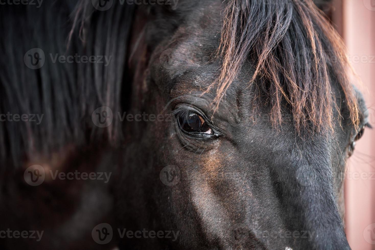 testa di cavallo e occhi da vicino foto