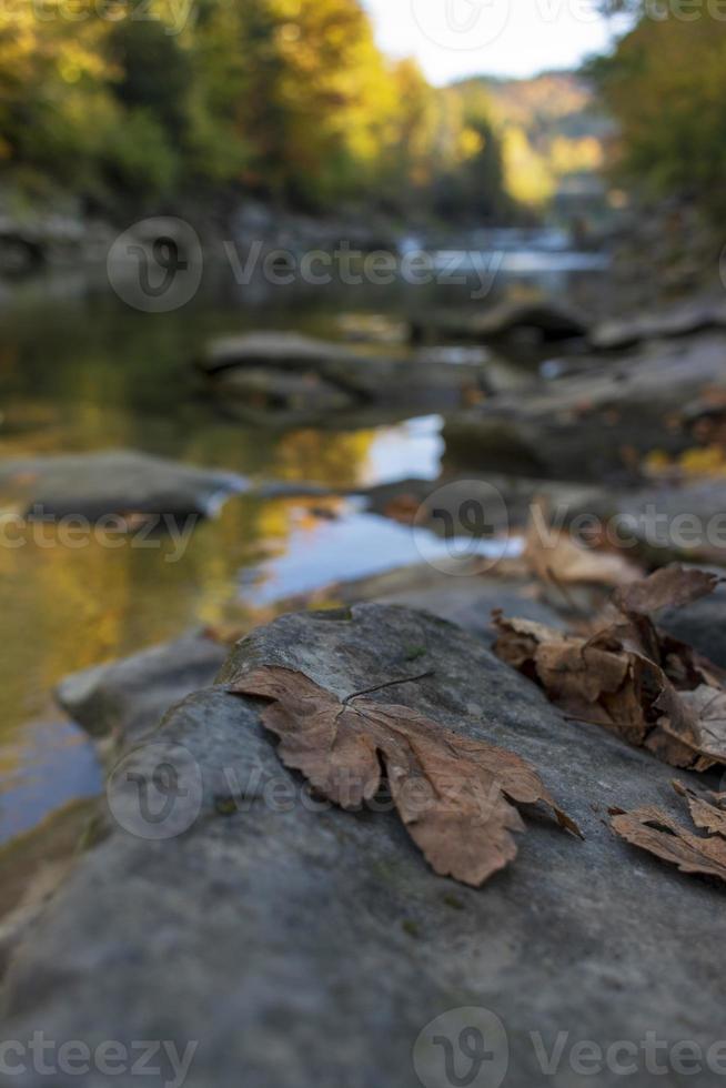 foglie morte di acero sulla pietra della riva del fiume con sfondo neutro foto