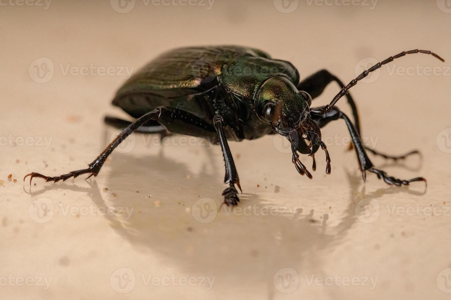 scarabeo cacciatore di bruco adulto foto