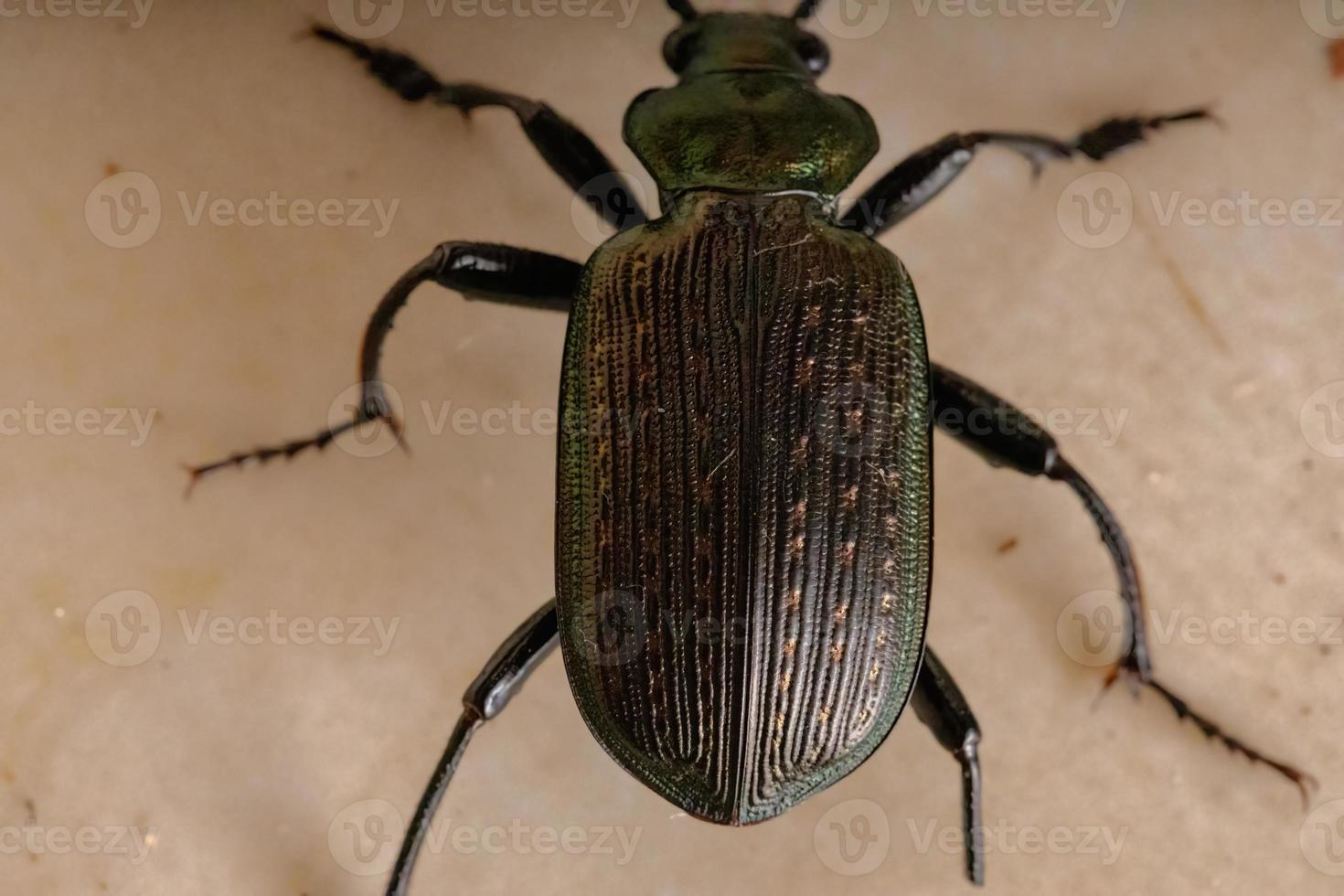 scarabeo cacciatore di bruco adulto foto