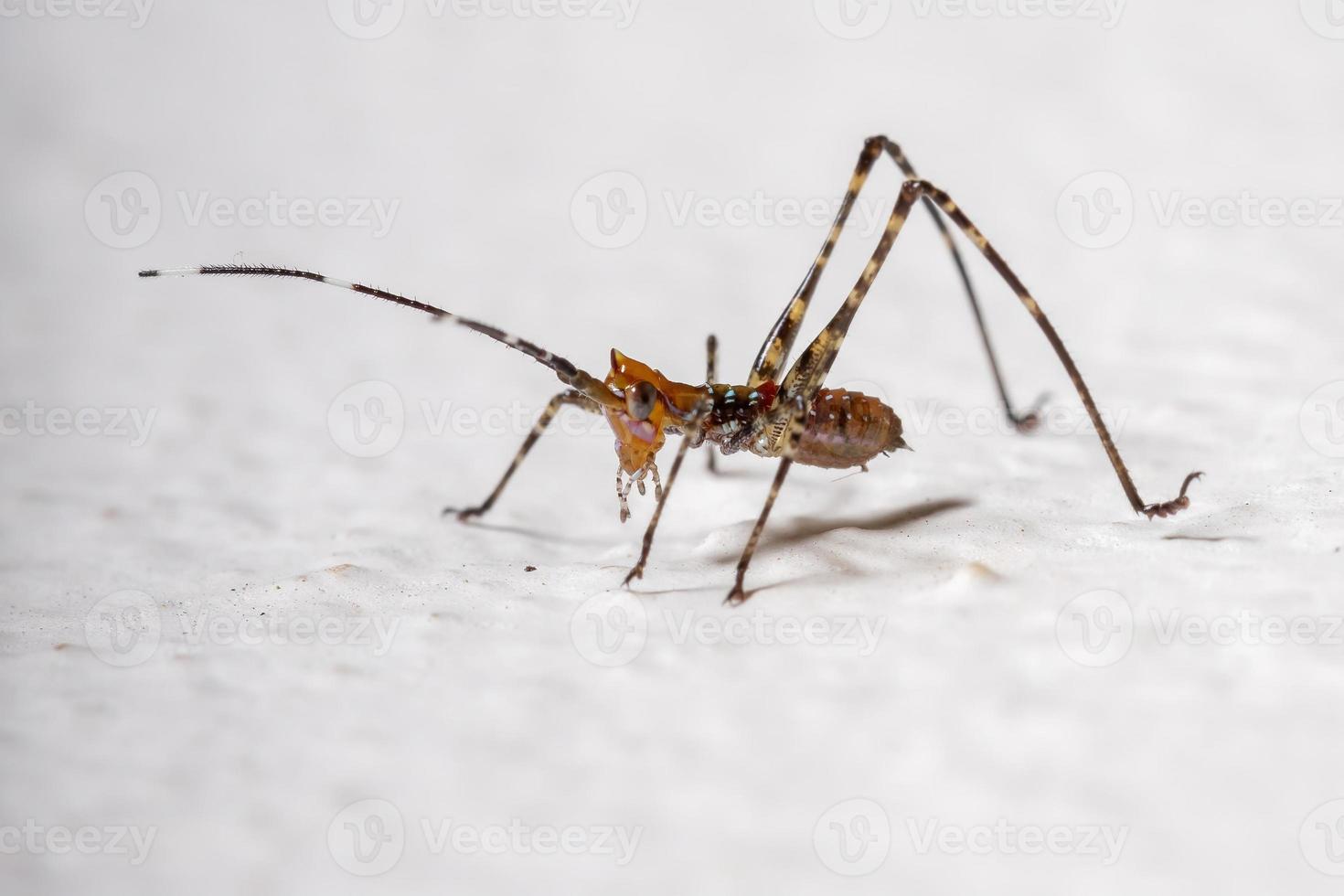 foglia katydid ninfa foto