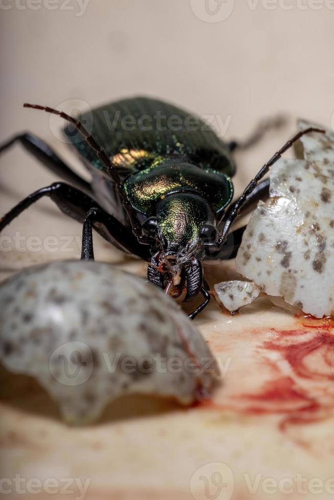 scarabeo cacciatore di bruco adulto foto