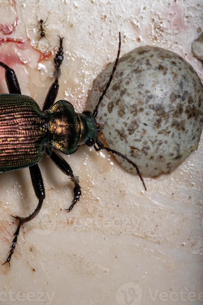 scarabeo cacciatore di bruco adulto foto