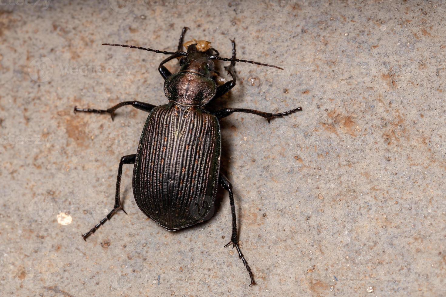 Scarabeo cacciatore di bruco adulto che mangia parte dell'addome di una cavalletta foto