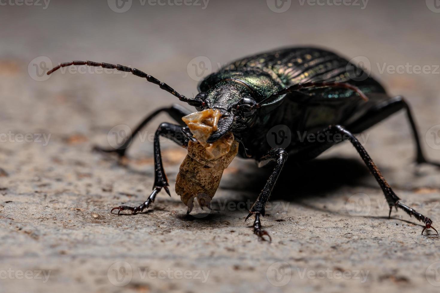 Scarabeo cacciatore di bruco adulto che mangia parte dell'addome di una cavalletta foto