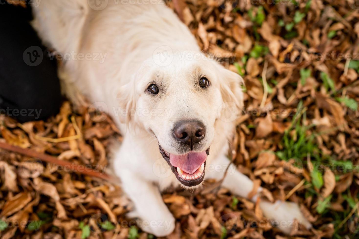 golden retriever nel parco circondato da foglie d'autunno foto