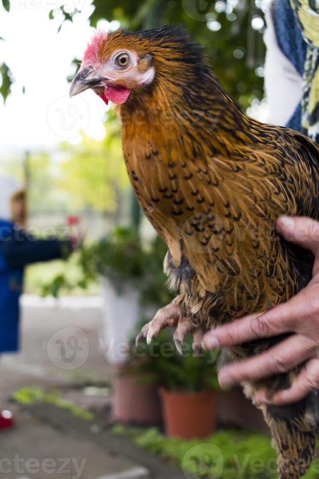 donna di mano Tenere un' bellissimo gallina nel un' cortile foto