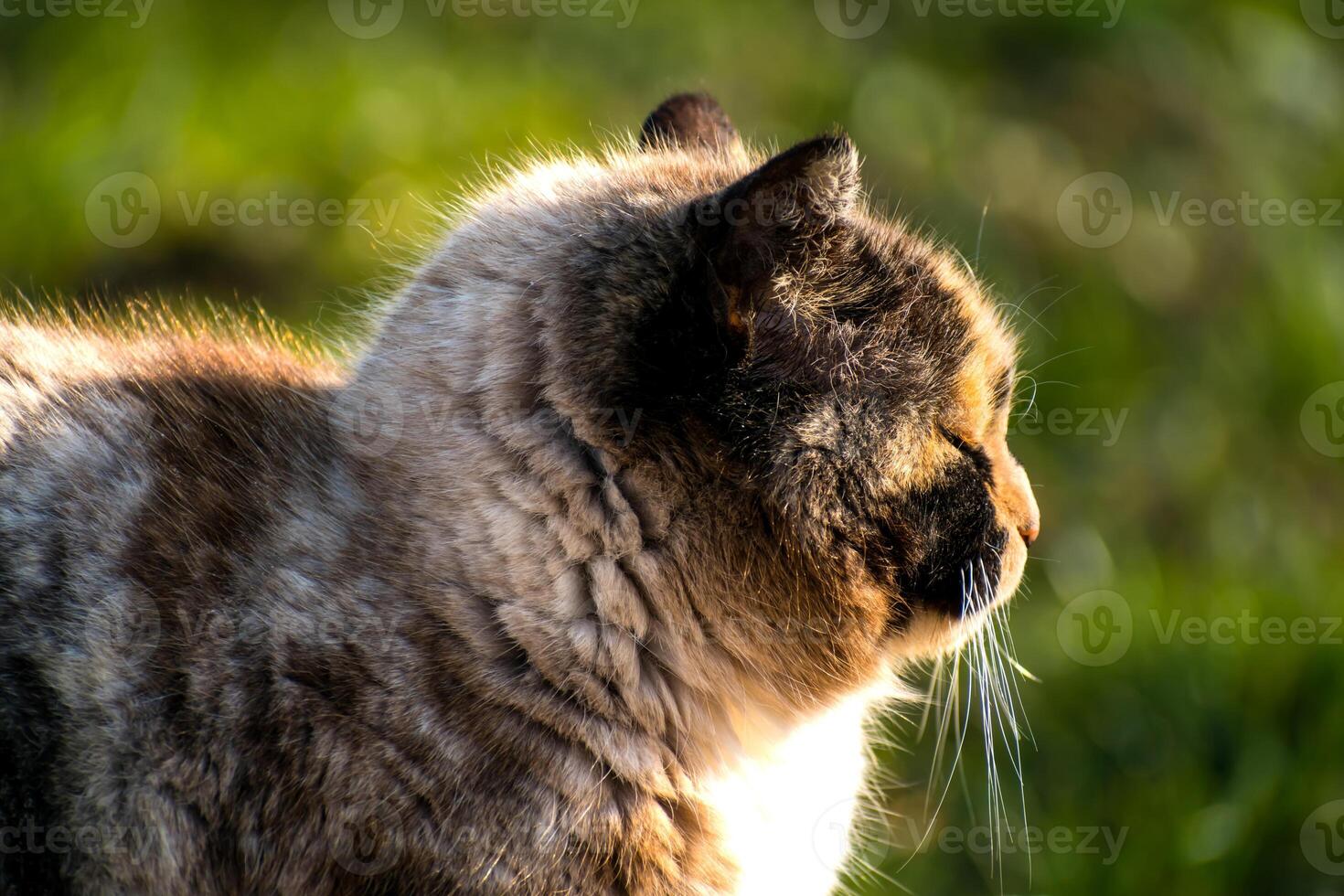 bellissimo calicò gatto con blu occhi seduta nel il giardino con luce del sole foto