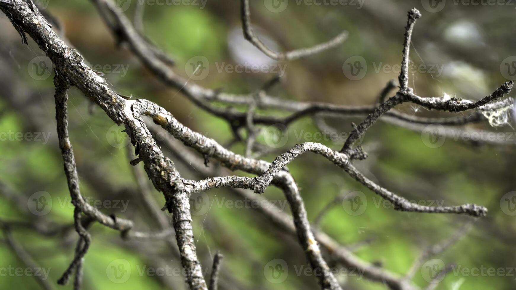 vicino su per ramo di un' Calvo albero su sfocato verde sfondo, autunno natura concetto. azione filmato. spoglio albero ramo ondeggiante nel il vento. foto