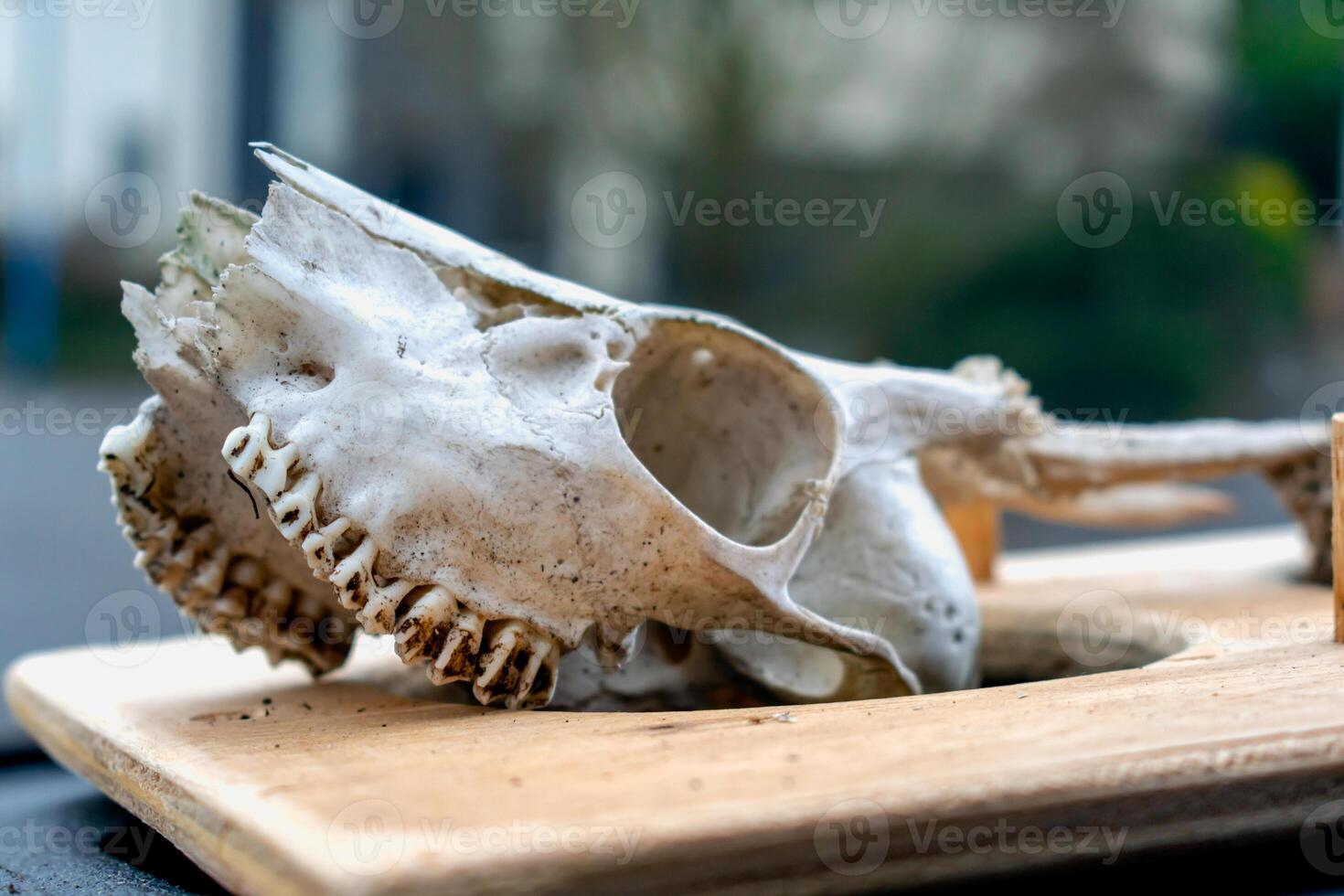 cranio di giovane cervo con suo denti e corna foto