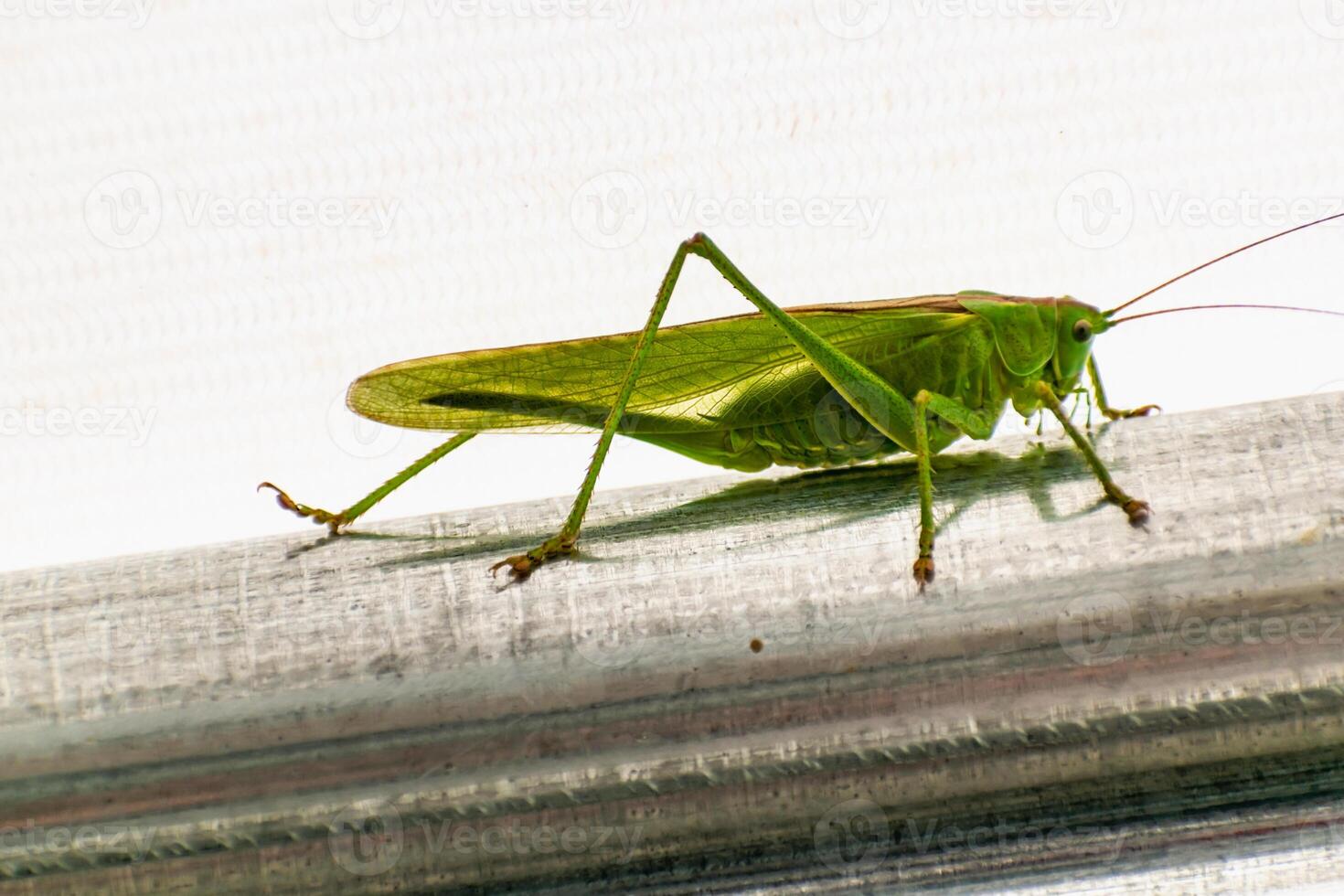 grande cavalletta nel un' giardino tenda, catadide, tettigoniidae foto