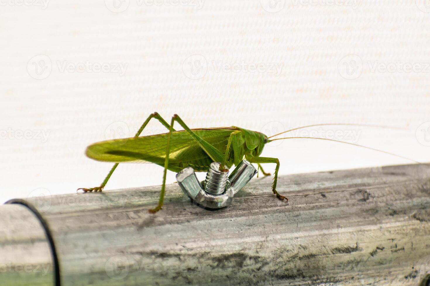 grande cavalletta nel un' giardino tenda, catadide, tettigoniidae foto