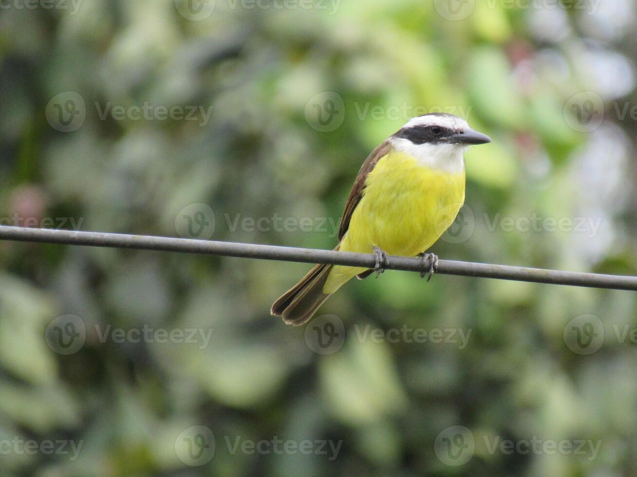 bem-te-vi nome scientifico pitangus sulfuratus foto