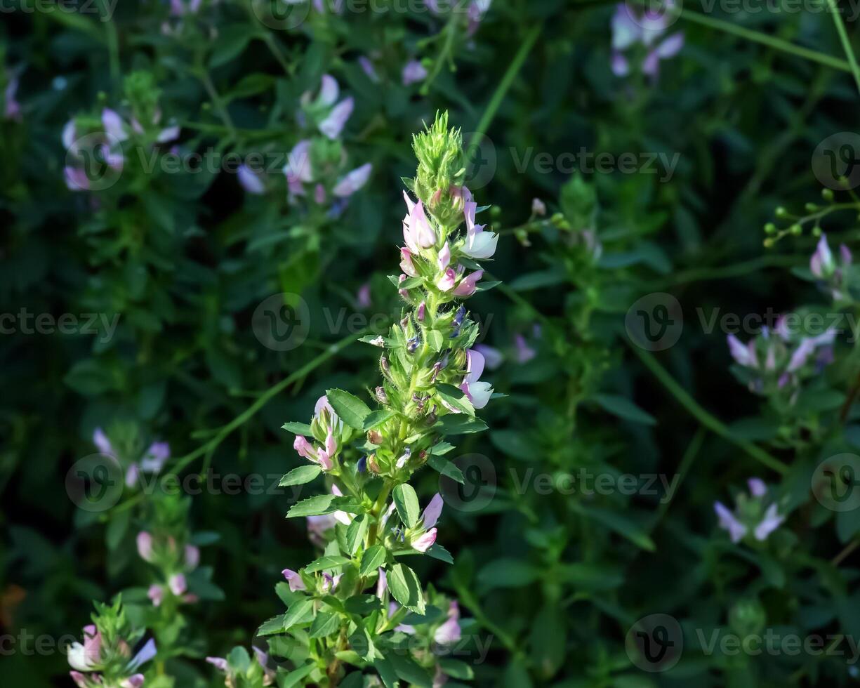 ononis arvense fioriture nel il prato. campo riaccendere, ononis arvense nel il botanico giardino nel dnepr, Ucraina. in crescita medicinale impianti nel il giardino. foto