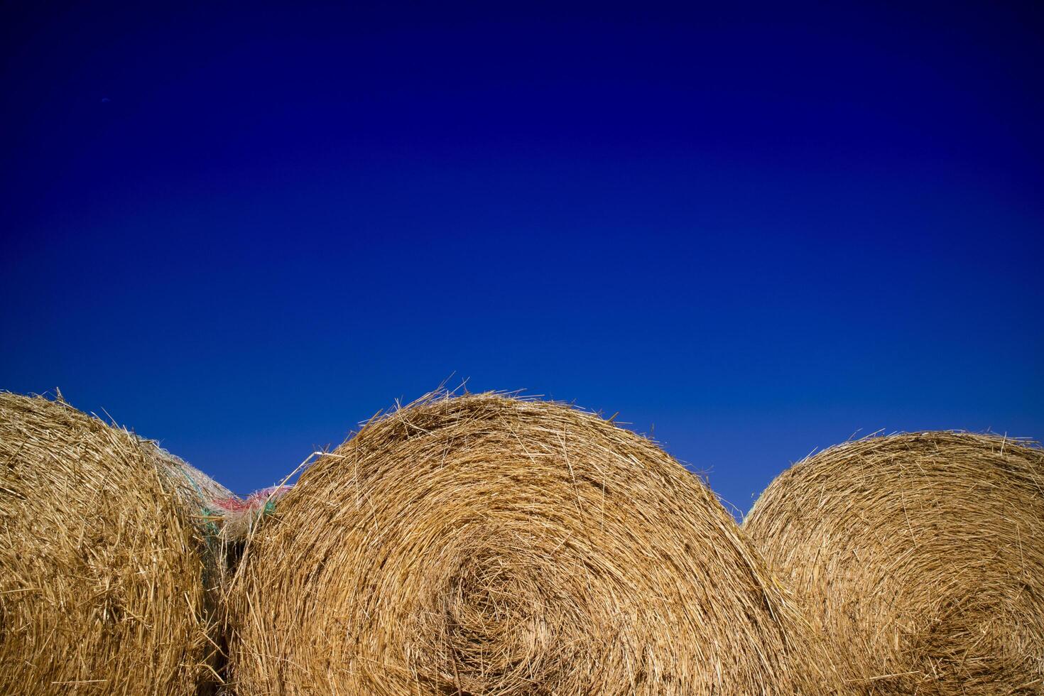 cannuccia premuto per animali foto