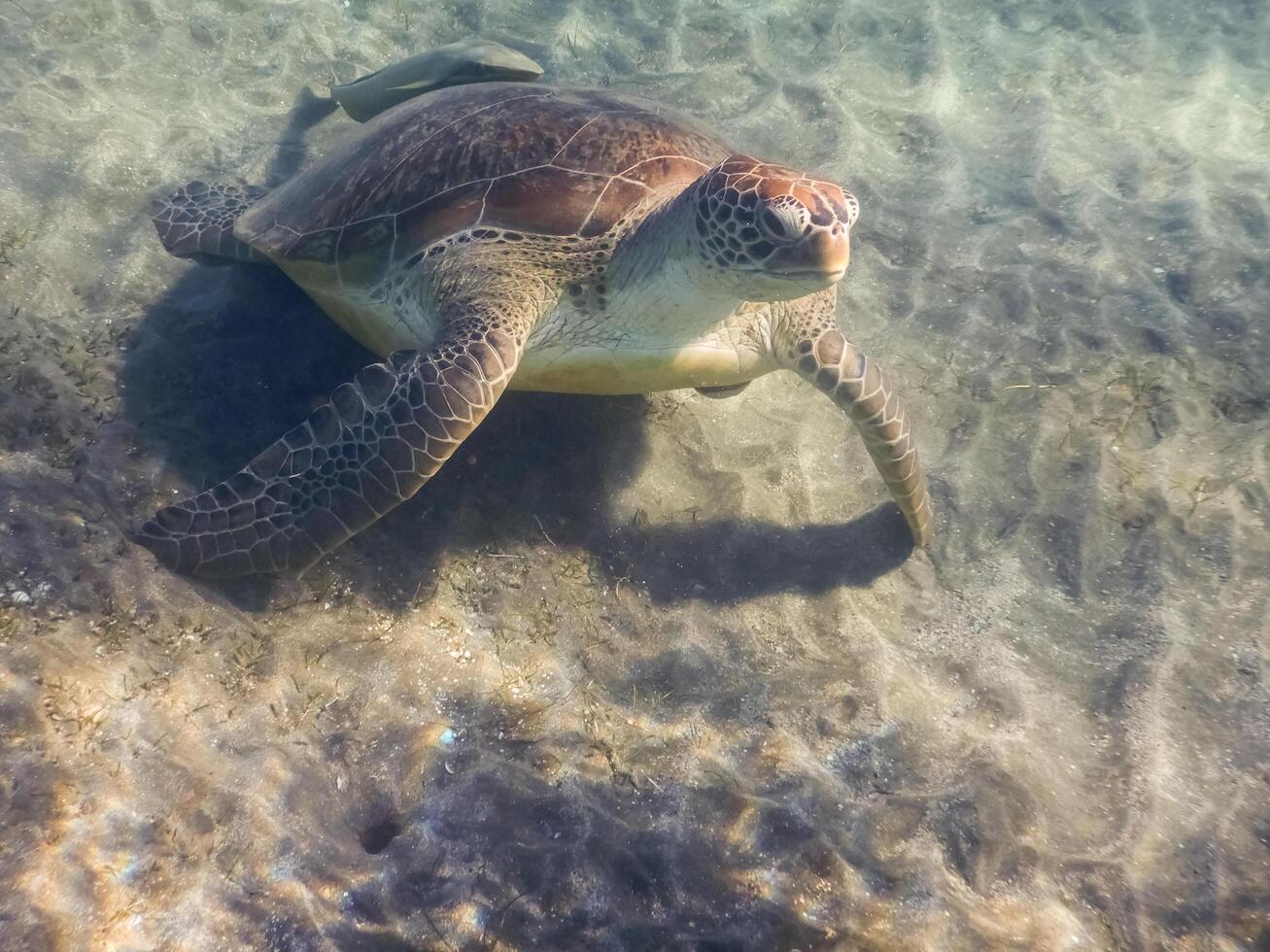 verde tartaruga di mare tartaruga sta su suo davanti pinne a il fondale marino nel il rosso mare foto