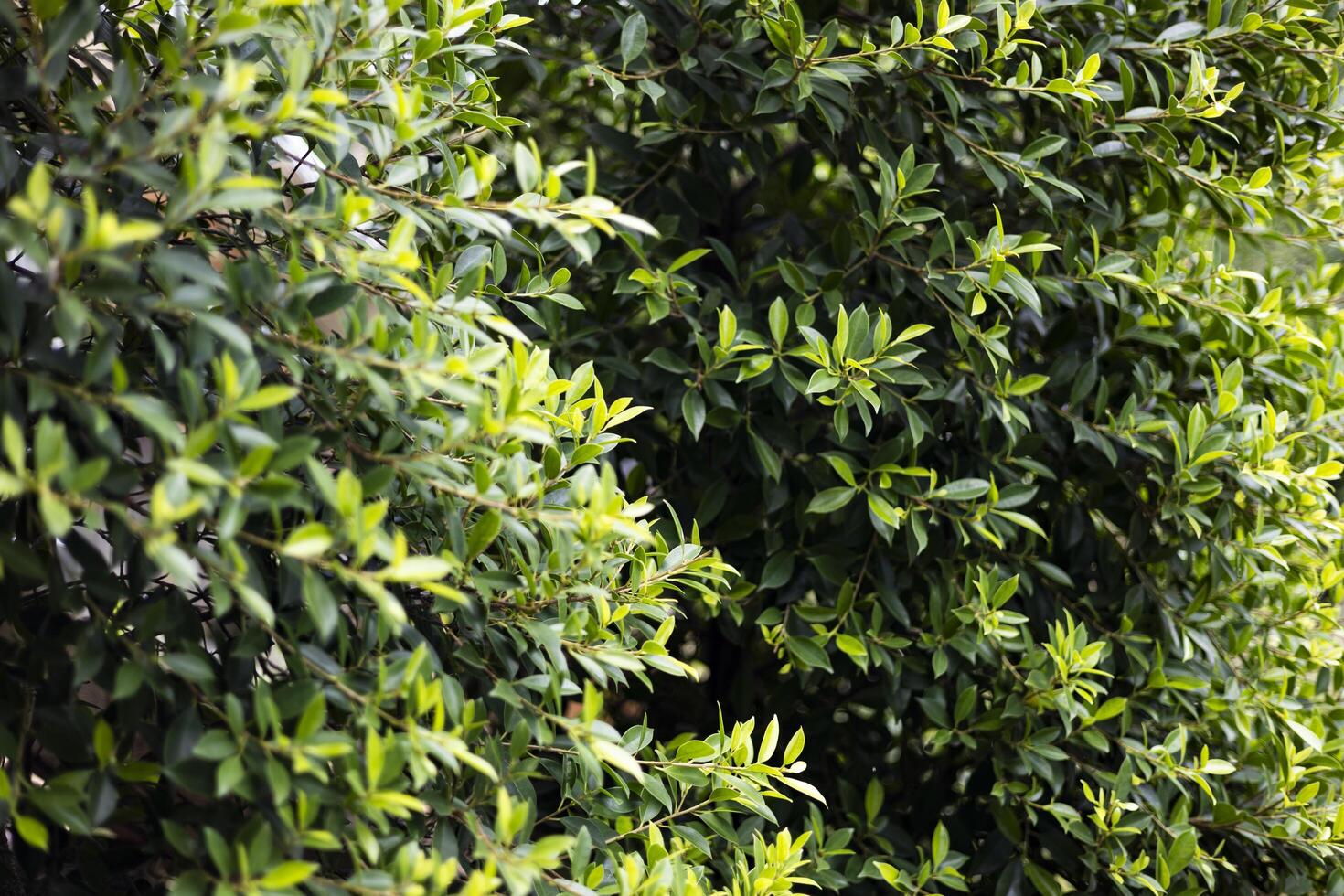 coreano banyan albero nel davanti di il all'aperto foto