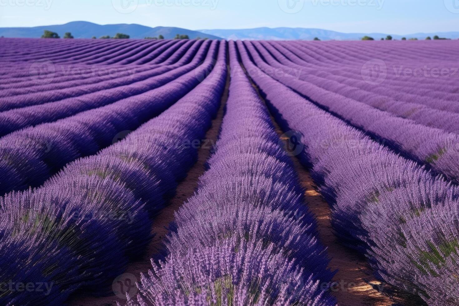 ai generato meridionale Francia Italia lavanda provence campo fioritura viola fiori aromatico viola erbe aromatiche impianti natura bellezza profumo aroma estate giardino fiorire botanico profumo fragranza prato foto