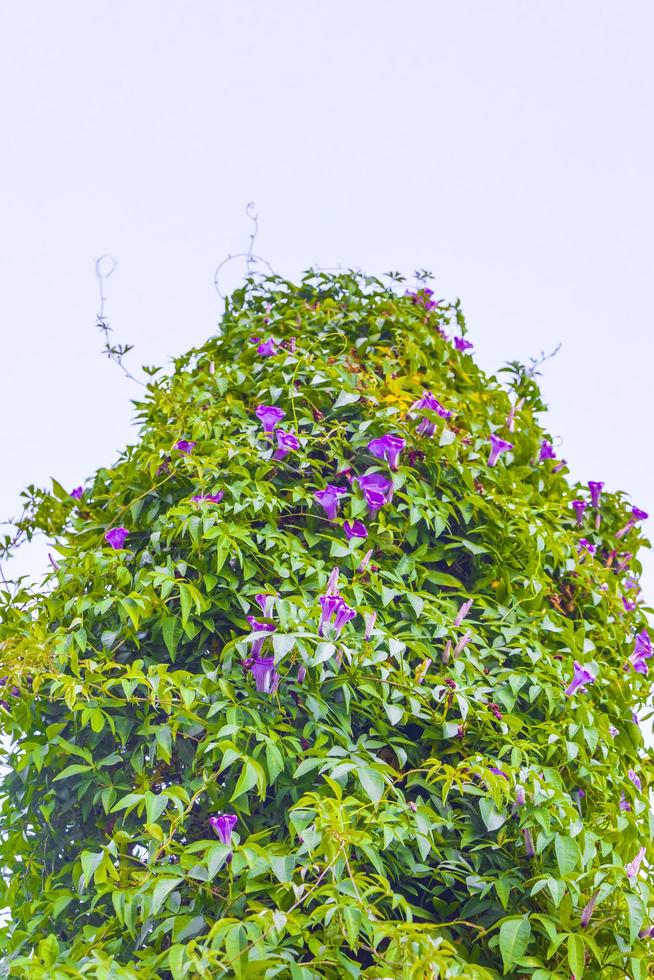 fiori di gloria di mattina viola rosa messicani con sfondo bianco esentato. foto