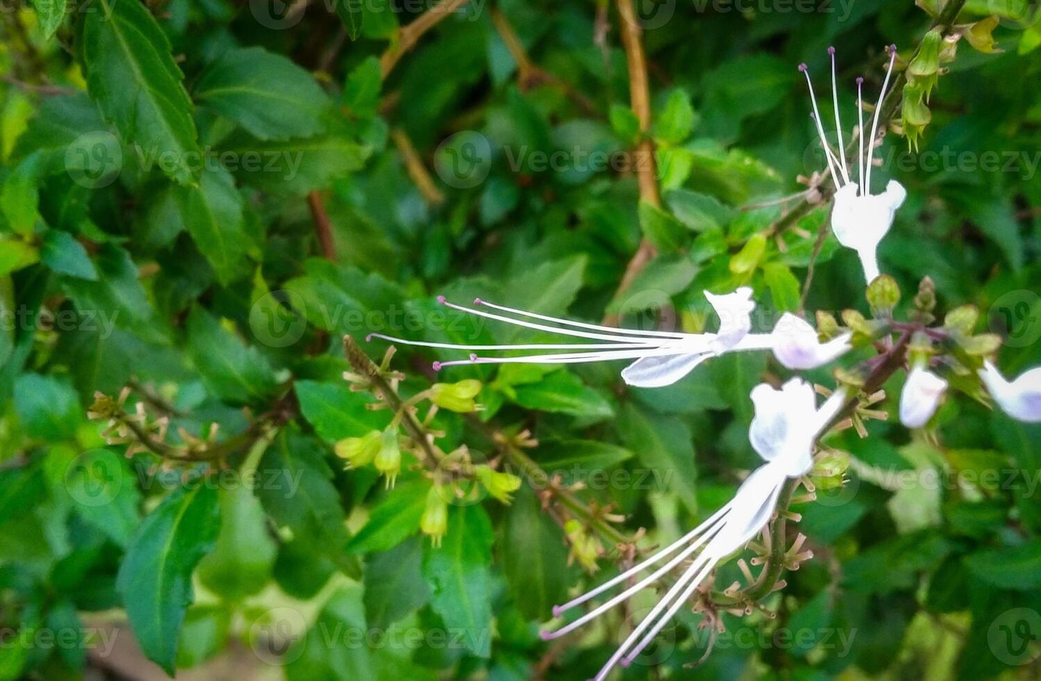 ortosifone aristato. gatti barba siamo un ornamentale pianta foto