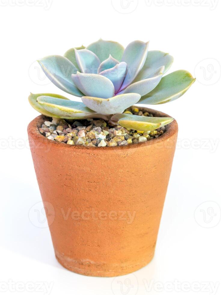 pianta succulenta primo piano pianta di echeveria nel vaso di terracotta foto