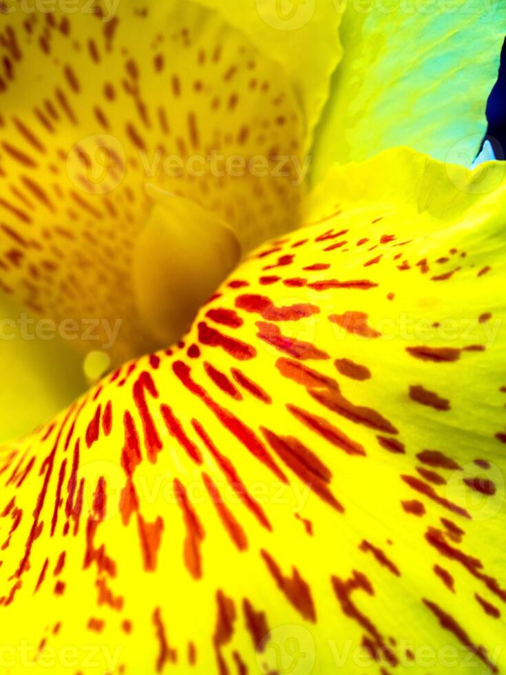 macchie rosse di fiori di freschezza sul fragile petalo di cannabis giallo brillante foto