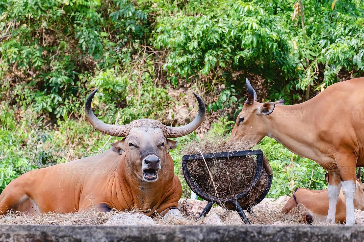 banting, un' foresta bue nel il natura foto