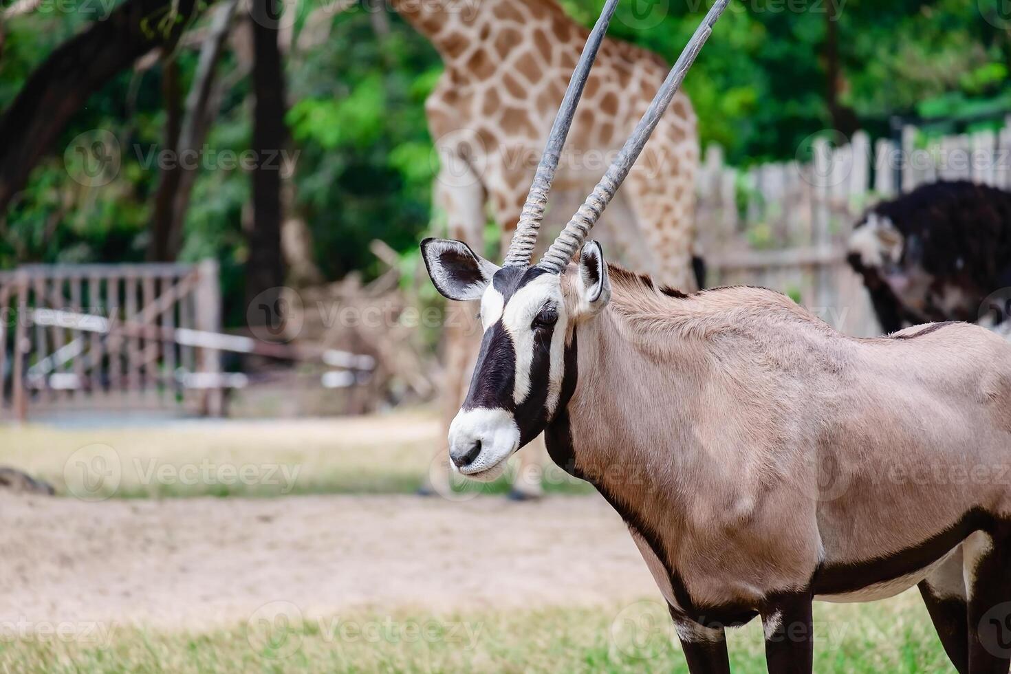 asiatico coda a spazzola porcospino per animali e natura concetto foto