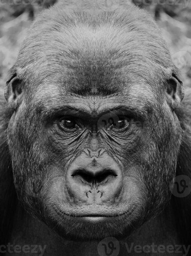 un' bellissimo nero e bianca ritratto di un' scimmia a vicino gamma quello sembra a il telecamera. gorilla foto