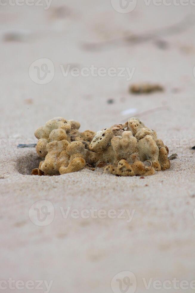 foto di corallo rocce su il spiaggia