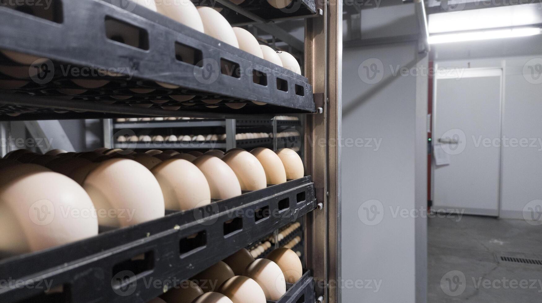 tecnologia di incubazione schiusa macchina per pollo uova su il azienda agricola incubatoio. foto