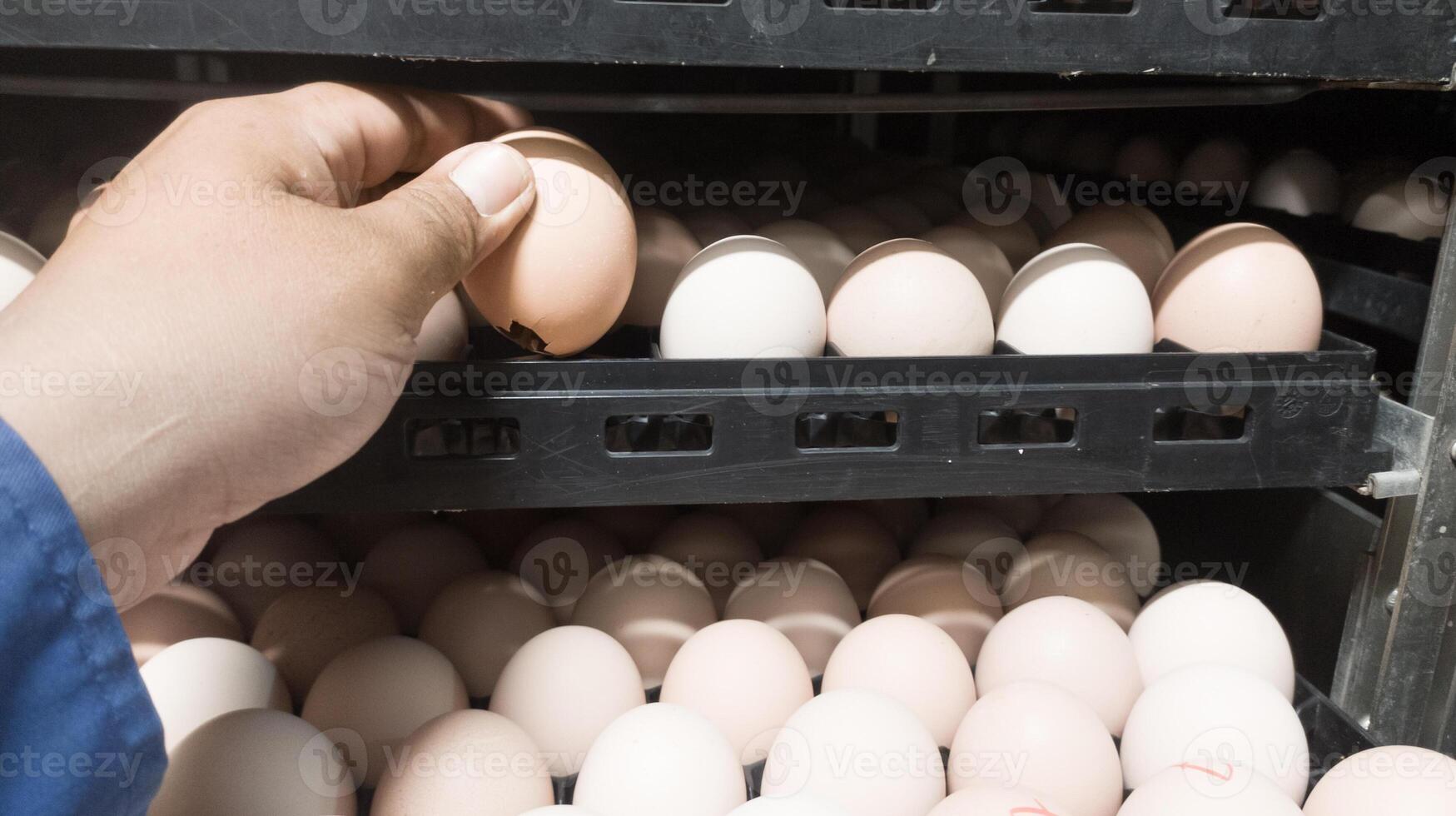 il qualità controllo fare qualità dai un'occhiata per tratteggio uova su il incubazione macchina camera. foto