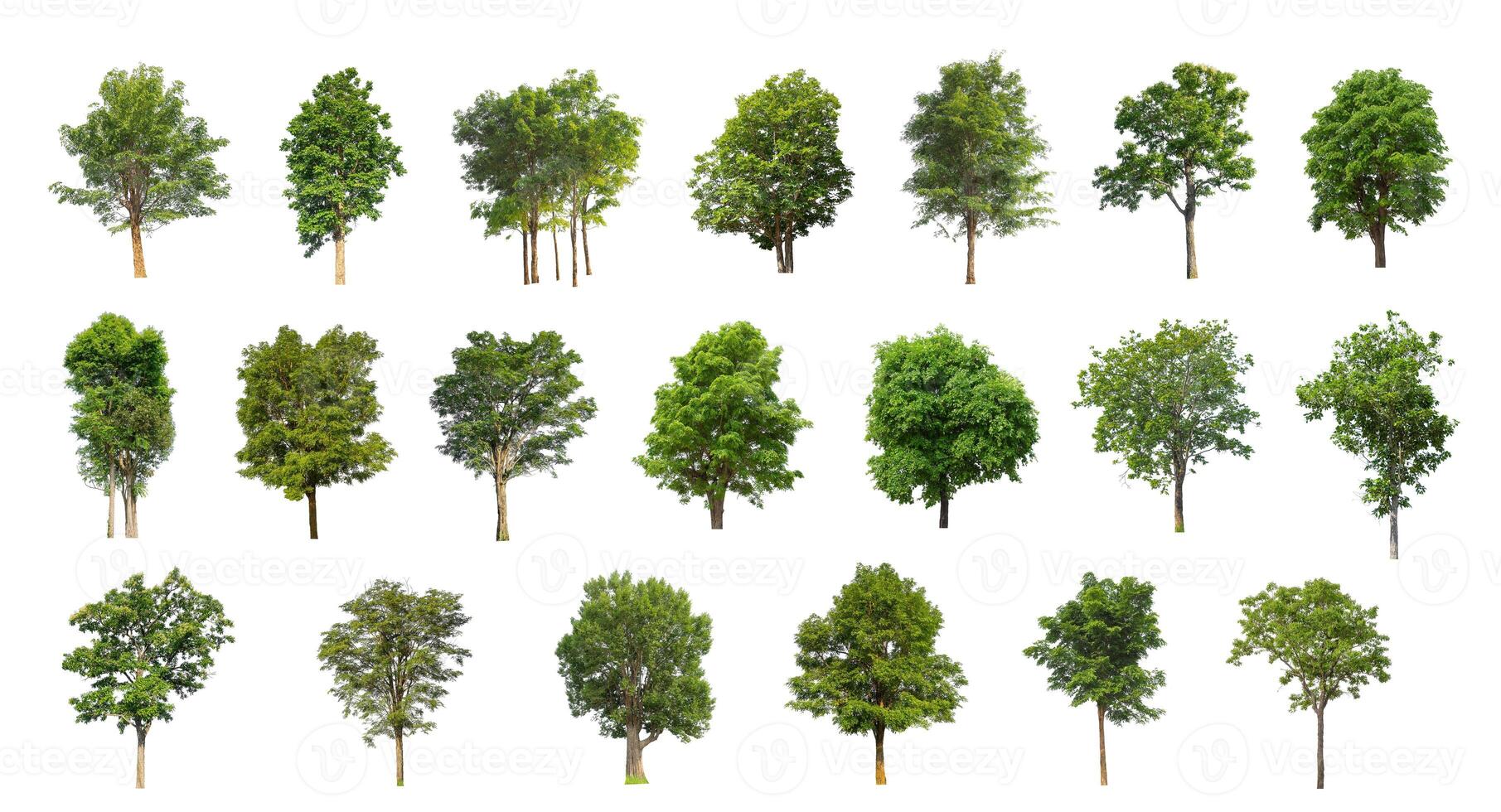 il collezione di alberi, impostato di isolato alberi su bianca sfondo foto