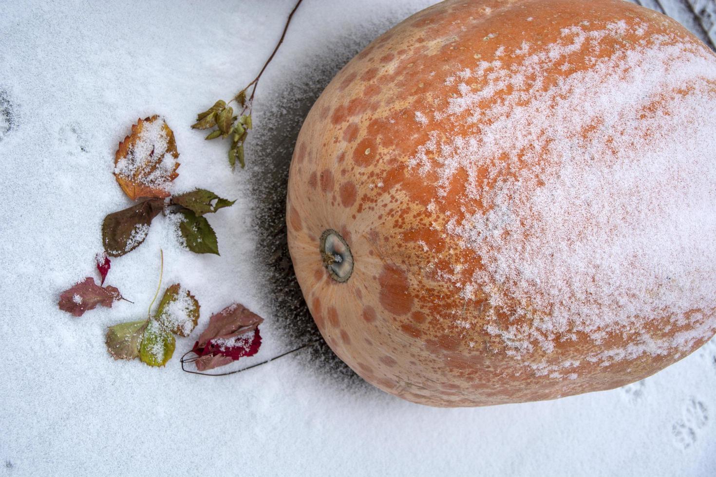 un'enorme zucca arancione giace sul pavimento di legno coperto di neve vicino alla casa tra le foglie autunnali cadute. foto