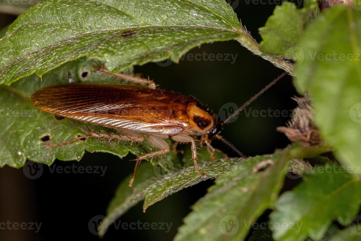 scarafaggio di legno adulto foto