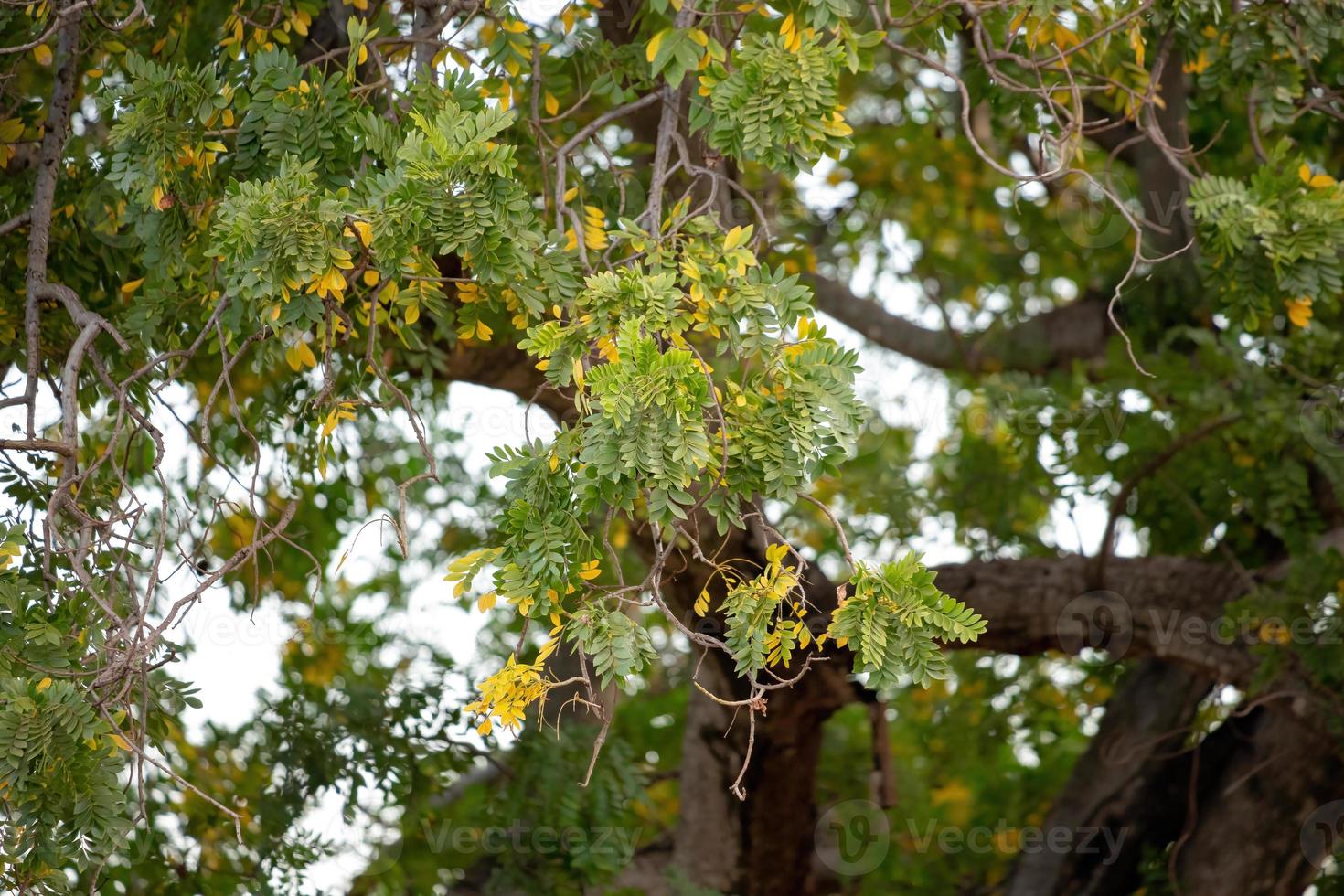 albero di mombin rosso foto