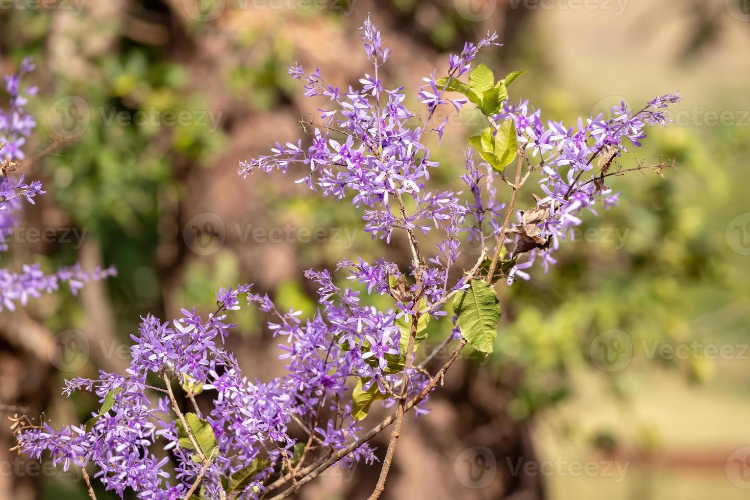 corona di fiori della regina foto