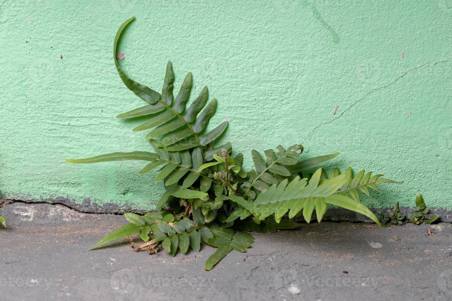 pianta di felce a scala foto